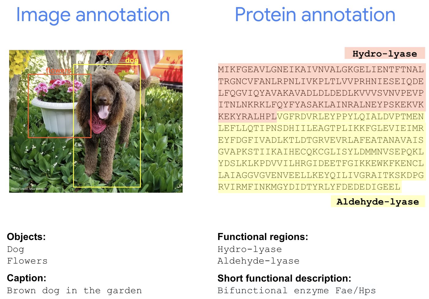 ProtNLM: Real-Time Protein Annotation with AI Models
