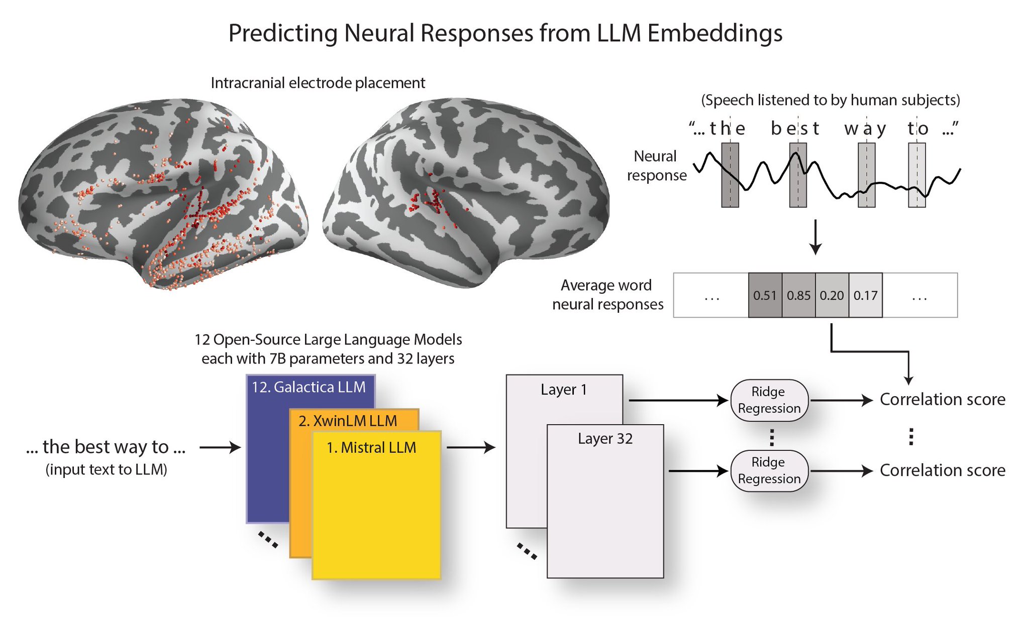 LLMs Work Well Because Humans Are LLMs