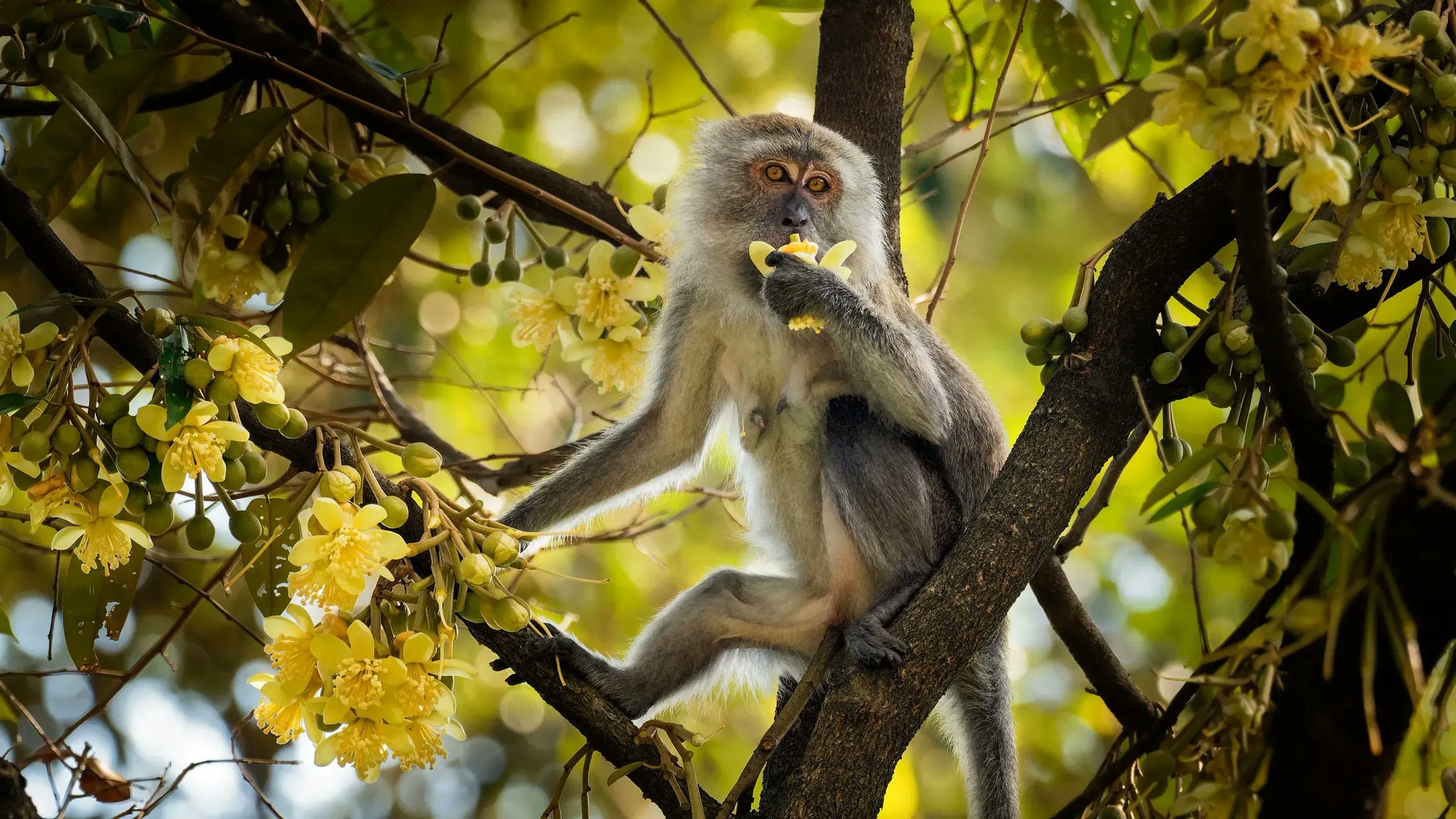 Scientists Successfully Implant Synthetic Embryo in Primate Uterus