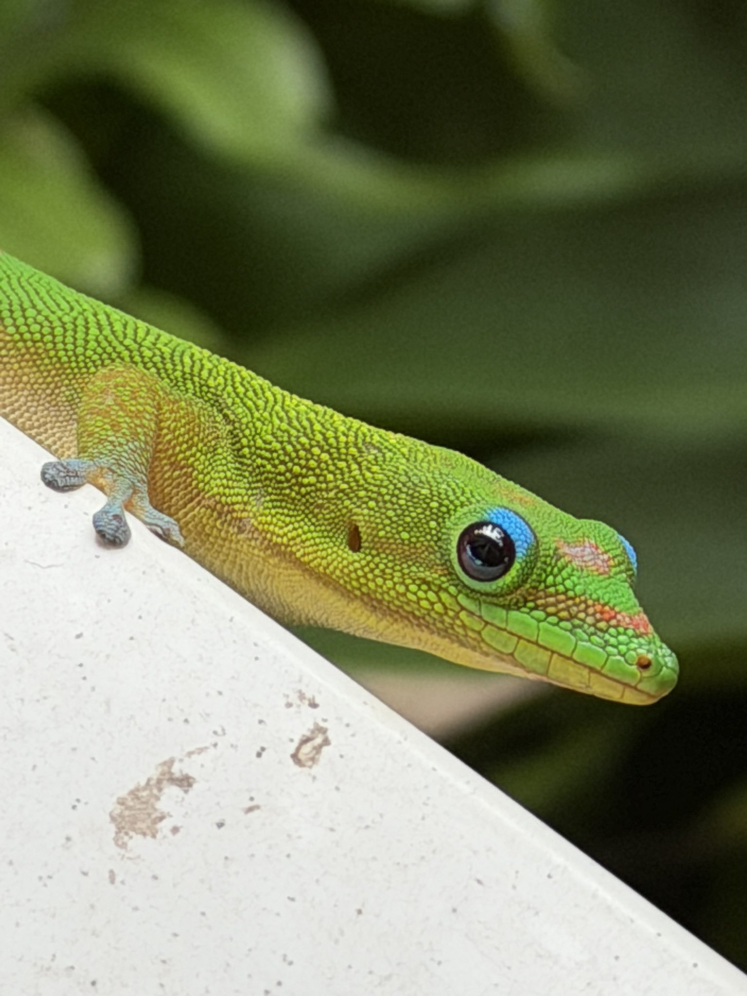 iPhone Camera Technology Continues to Impress Users