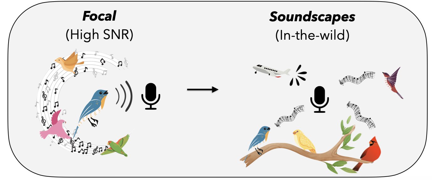 Source-free Domain Adaptation for Bioacoustics Model Generalization