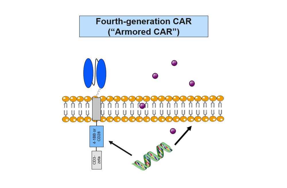 Armored CAR T cells advance cancer immunotherapy with IL-18