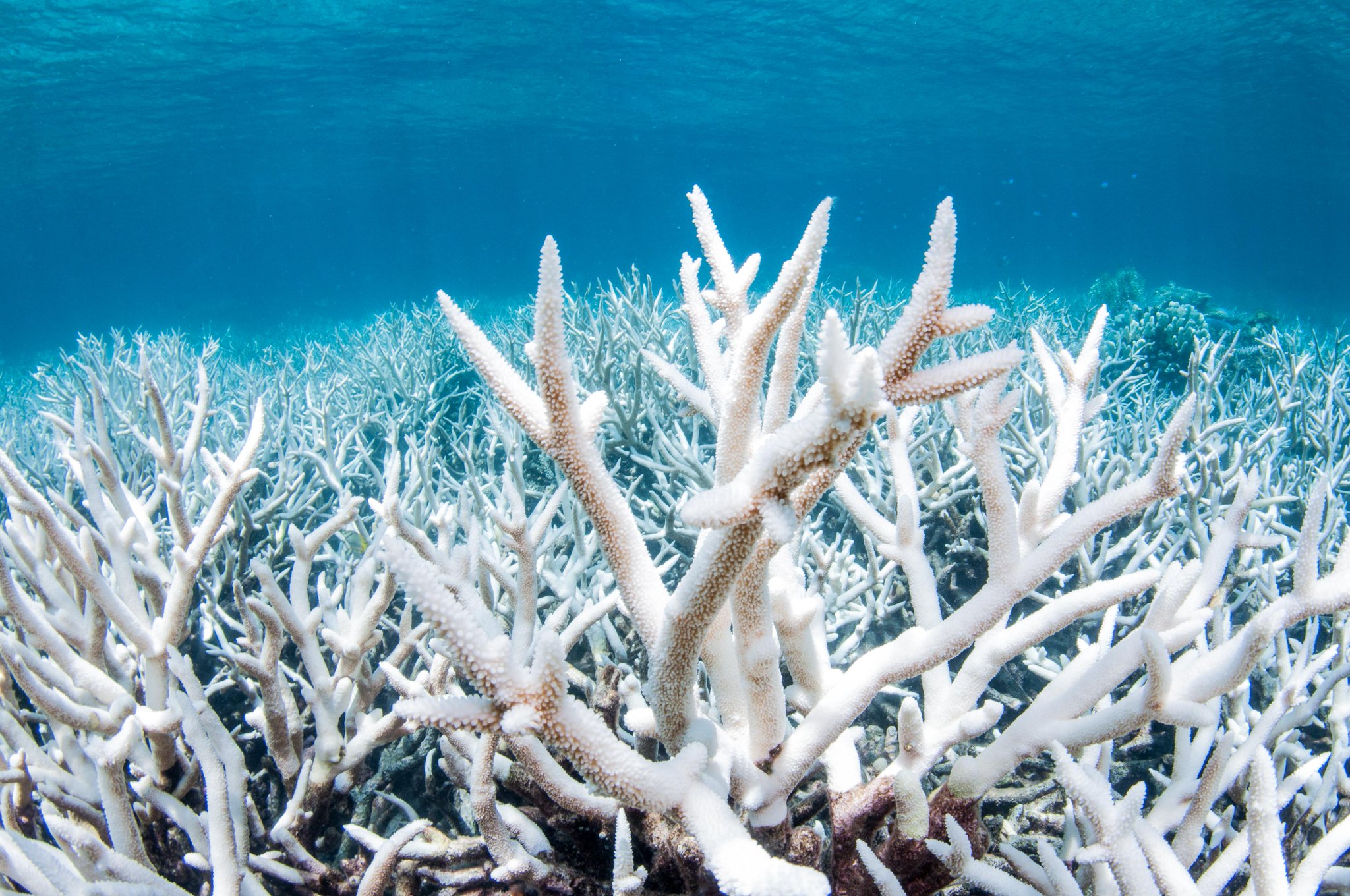 Deep Learning Models for Climate Change Mitigation in MATLAB