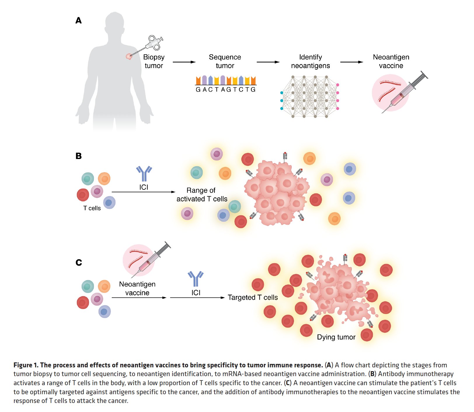 AI-Powered Cancer Vaccines Show Promise in Treatment Prevention