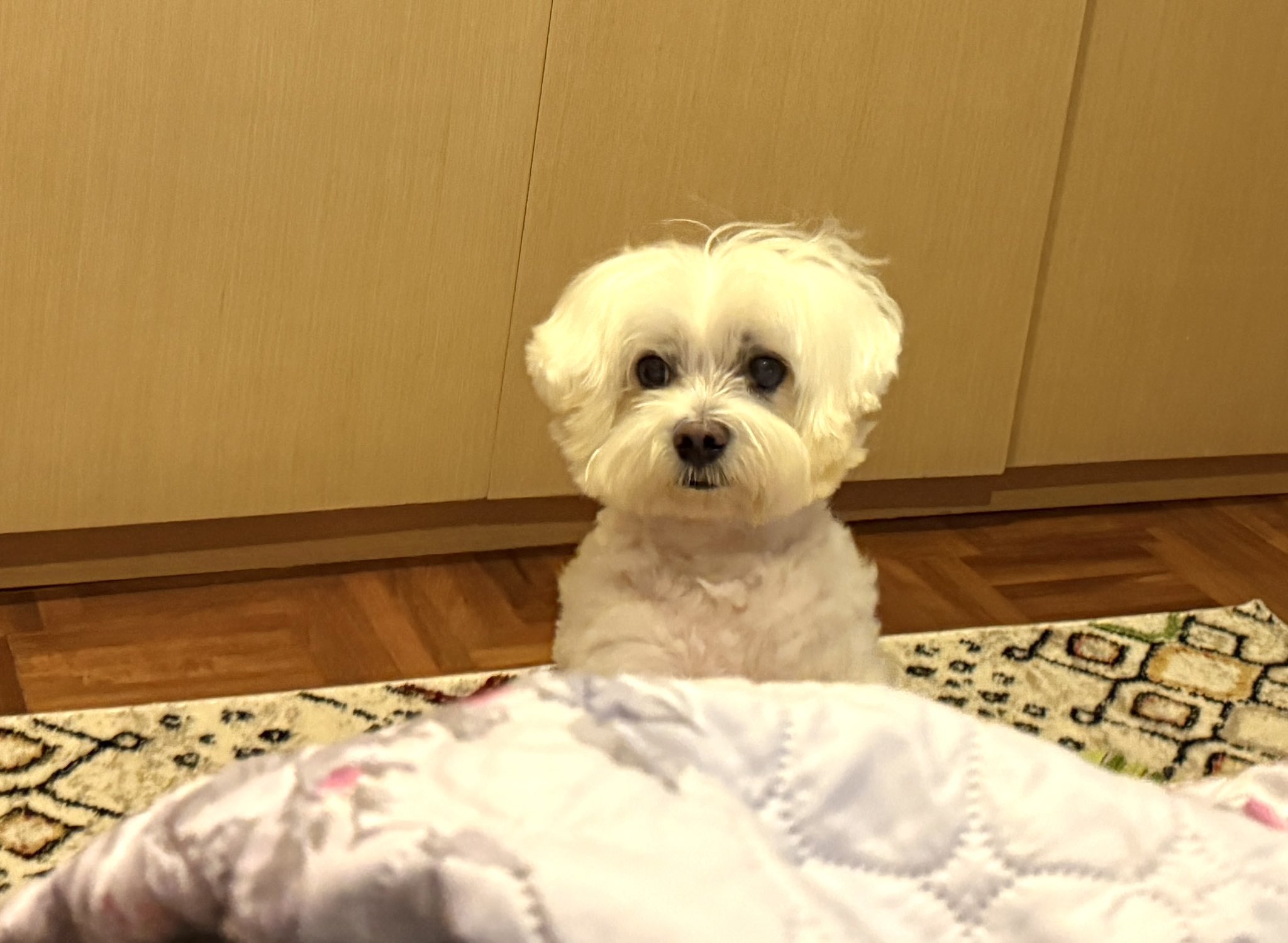 Robot Dog Alarm Clock: A New Take on Daily Automation