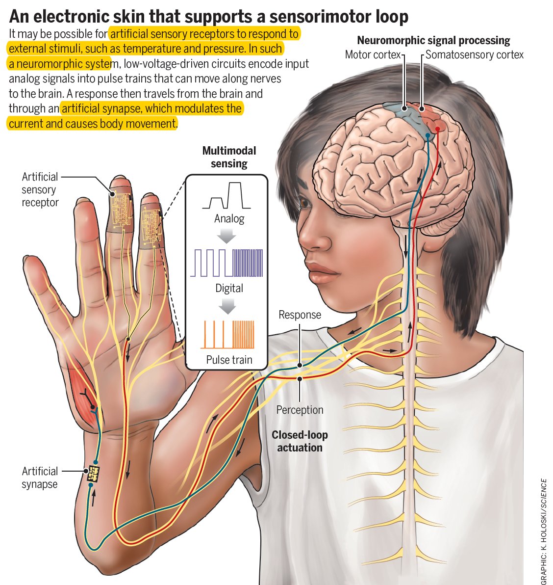 Electronic Skin Advances Blur Lines Between Organism and Machine