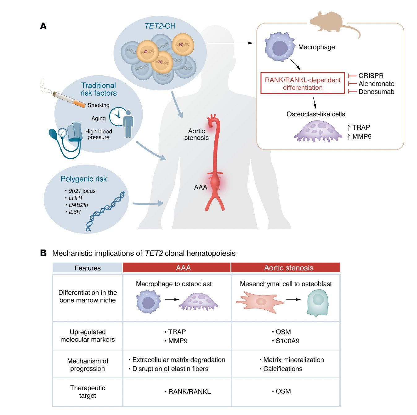 AI Identifies Blood Stem Cell Clones Mechanism in Aortic Aneurysms