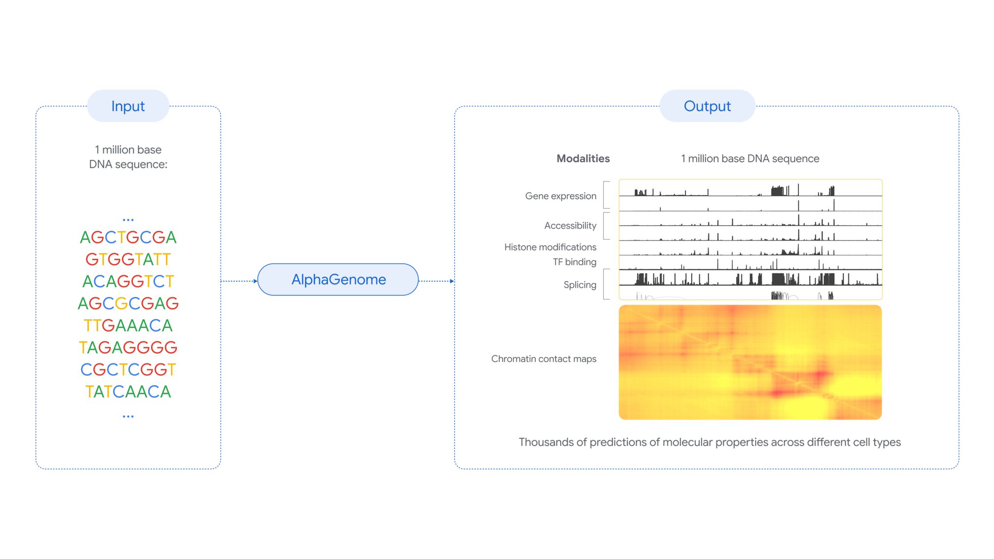 AlphaGenome Predicts DNA Mutation Impact Comprehensively