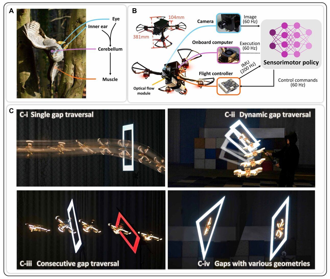 Drones use onboard AI to squeeze through narrow gaps