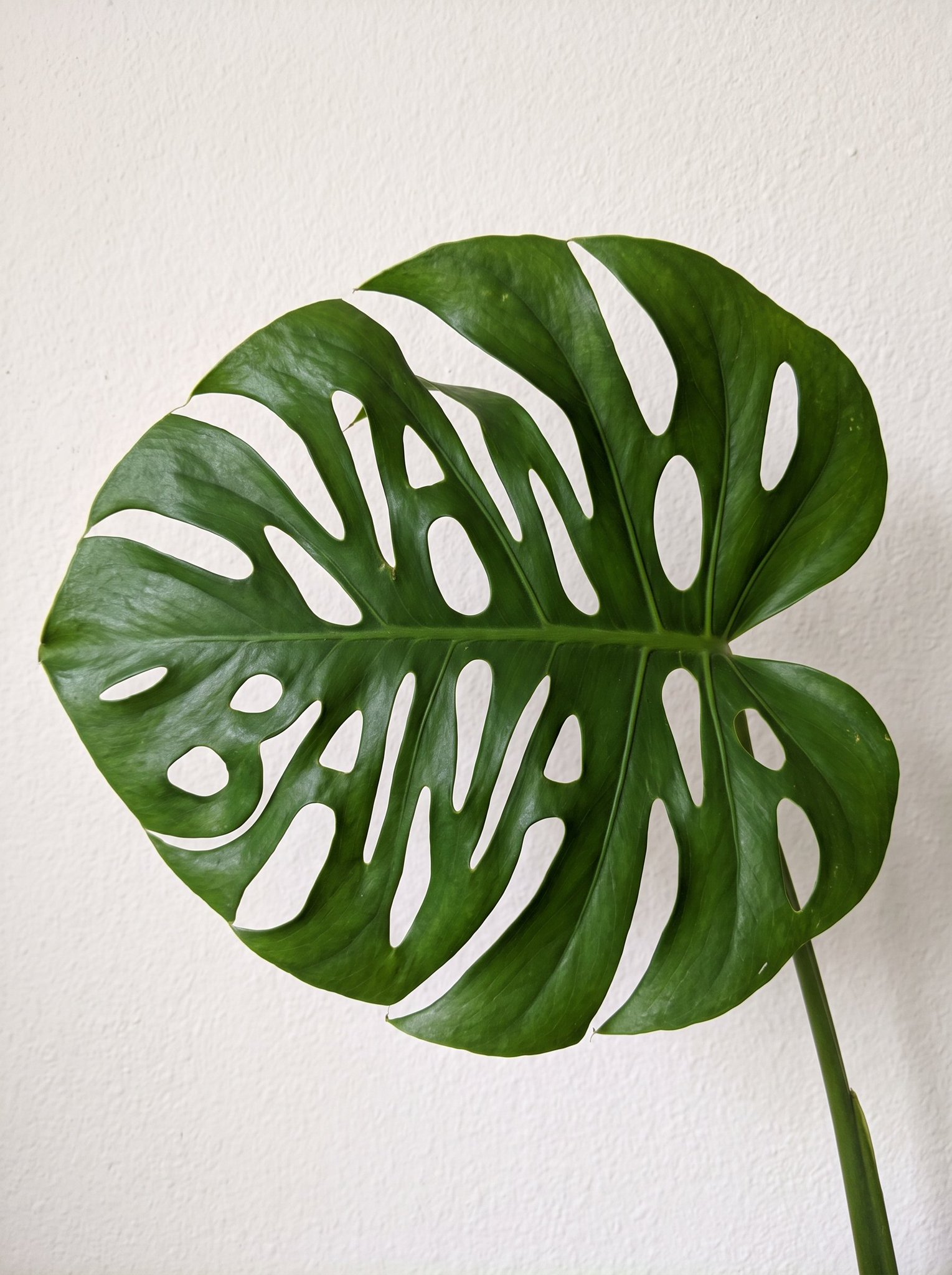 Nano Banana prompt for monstera leaf typography